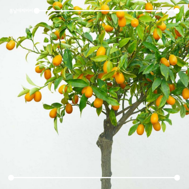 [봄날애제비씨] 유주나무 사계귤나무 결실주 묘목 키우기 쉬운 반려식물, 1개, H0.4포트묘