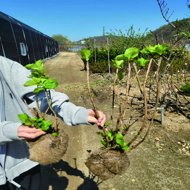수국나무묘목 앤드레스썸머 원예수국 제주수국 포트묘 분묘, 1개, 앤드레스썸머 포트묘