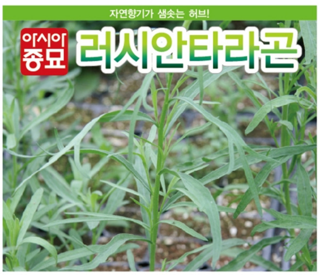 아시아종묘 씨앗 허브 러시안타라곤 2000립, 1개