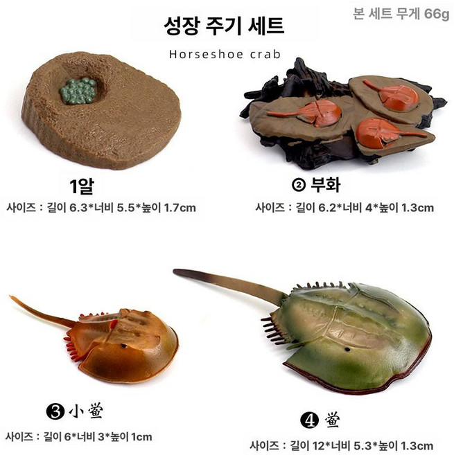 고대생물 해양동물 앵무조개 피규어 과학 교육 188 9, 도마뱀 성장 이야기, 1개, 기본 색상