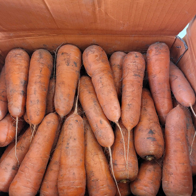 산지직송 제주 구좌 햇 당근, 1박스, (상) 3kg