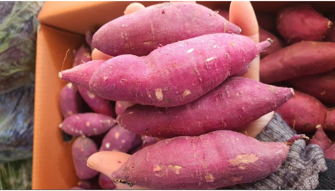 초특가! 전라도 영암 무안 해남 햇 꿀밤 고구마 달콤한 꿀맛+밤향 가득 가족간식다이어트간식 모두 OK 노랑 노랑!!, 1박스, 고구마 소 10kg