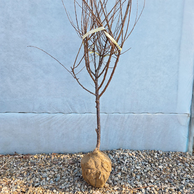 앵두나무 묘목 왕앵두나무 앵도나무 3년생 결실주, 앵두나무 분묘, 1개