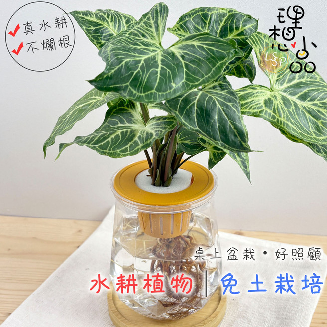 蠟染合果芋 水耕盆栽 室內桌上植物, 蠟染合果芋+塑膠鑽石盆-透明色, 1個