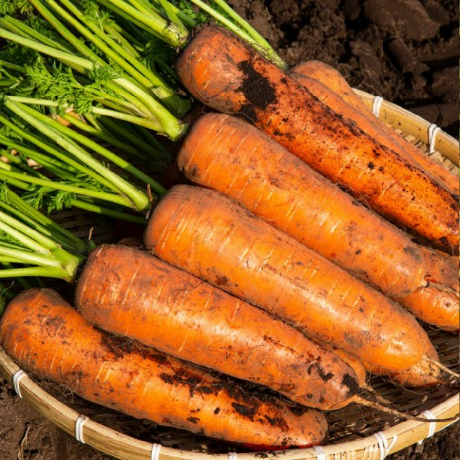 [3차완판 최상급선별] 국내산 제주당근 흙당근, 1박스, 당근 3kg(중)