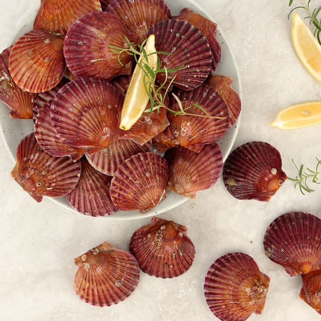 바다담음 통영 홍가리비, 1개, 2kg