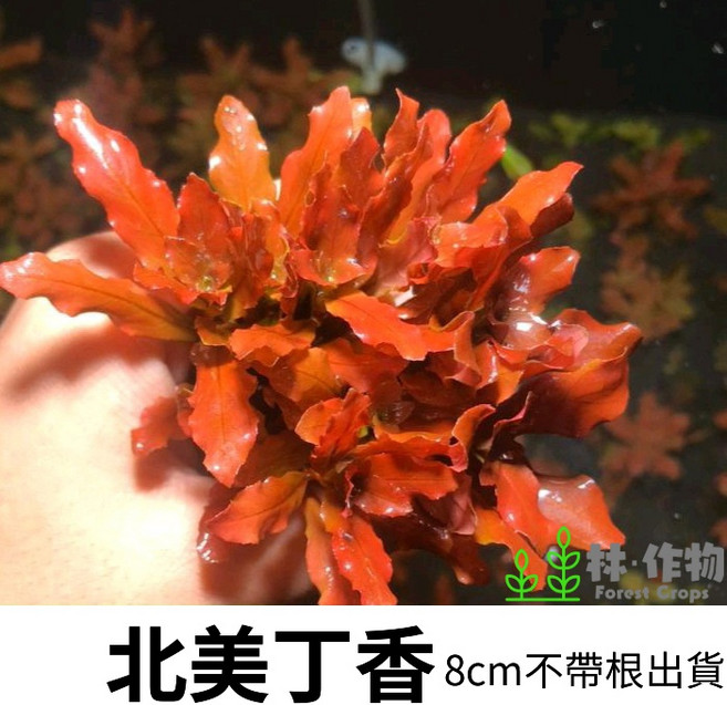 林作物【北美丁香】稀有紅色水中葉 中景水草 水族箱造景, 1個
