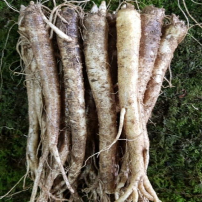 청청청 횡성도라지농가 도라지 명품 1kg, 1개