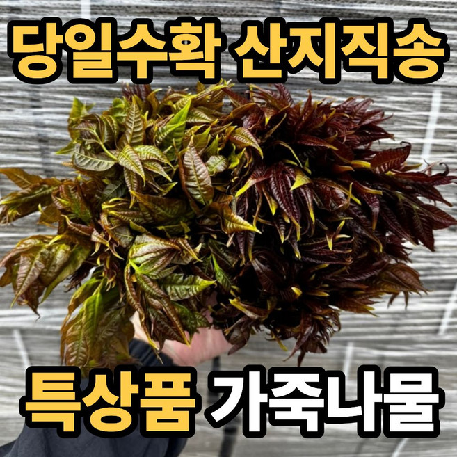 [특상품] 농장직배송 국내산 가죽나물 참죽나물, 200g, 1박스