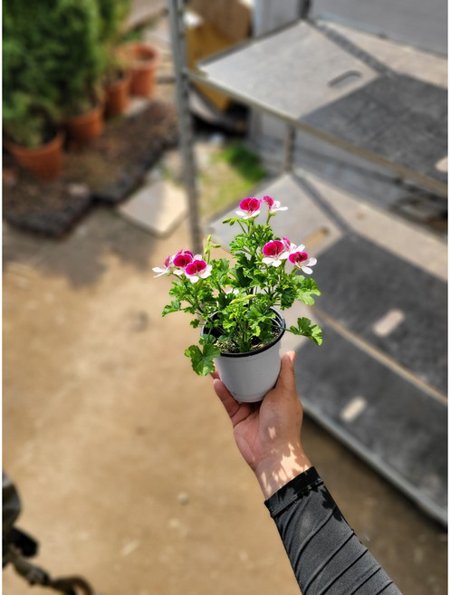 랜디제라늄 소품 (색상랜덤) 10~30cm 49, 1개