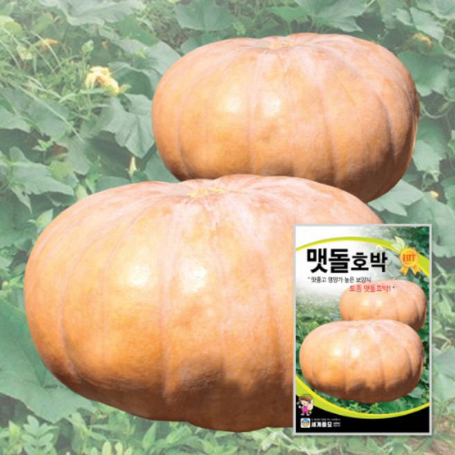 맷돌호박 500립 / 씨앗 종자 텃밭 채소, 2개