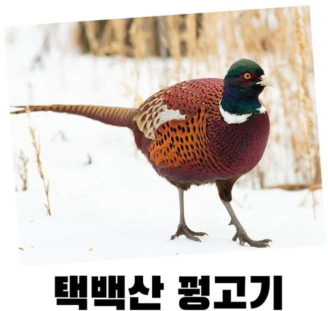 강원도 농장 꿩 까투리 고기 판매, 장끼(숫꿩), 1개