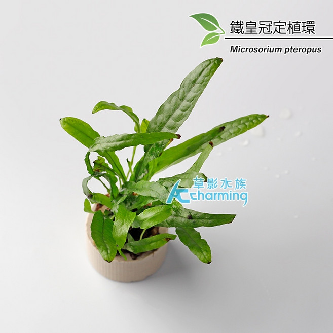 AC草影 陰性水草 - 耐熱易養水草造景, 1個, 鐵皇冠定植環