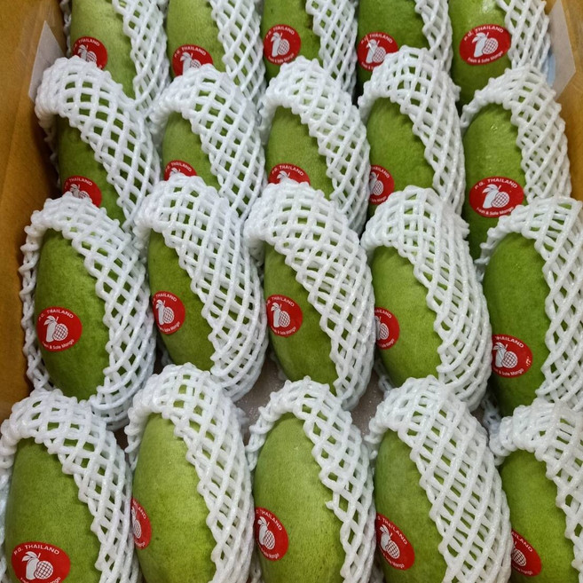 윤농장 태국그린망고( Thailand Green Mango), 1박스, 5kg