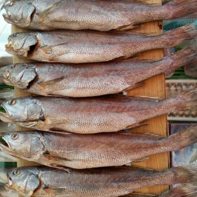 싱싱수산 제수용 국내산 참민어1미(42~43cm내외), 1개