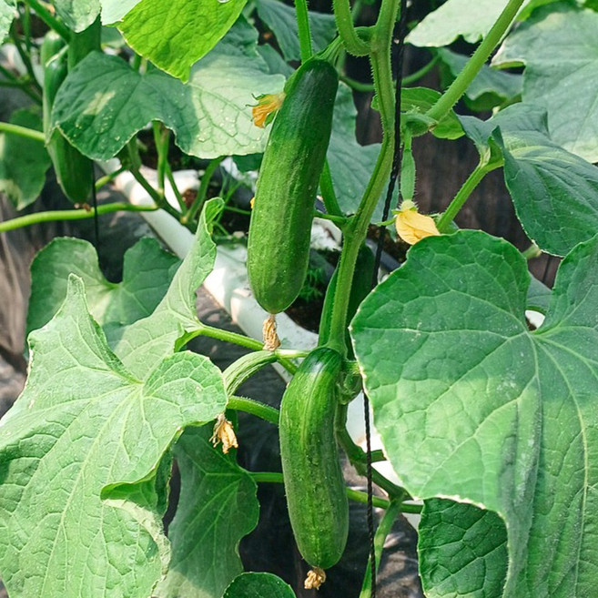 [오늘신선] 진천 푸른빛 미니오이 스낵오이 2kg, 1개