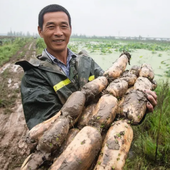 국내산 햇 연근 밀양 반야월, 1개, 햇 연근(특품) 1kg