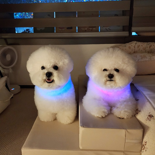 울트라웨이브 애견 야광 목걸이 야간산책 목줄 인식표, 1개