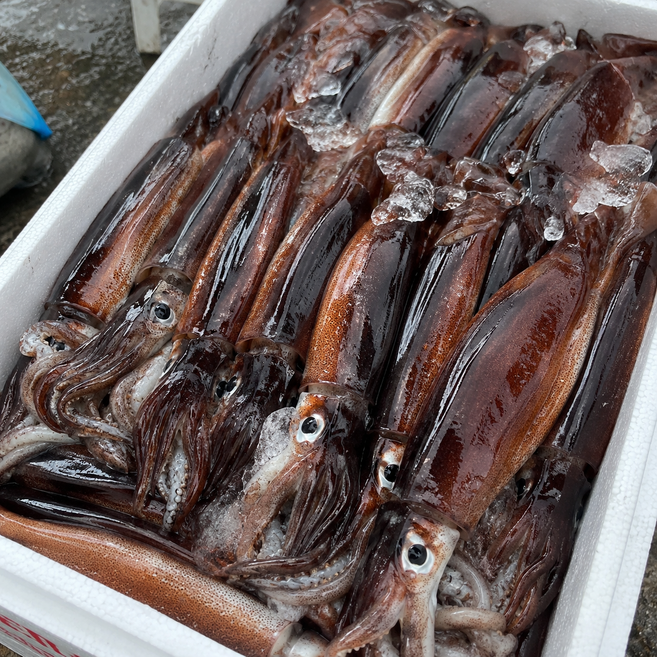 [당일산지직송] 특급원물 생물 국내산 오징어, 1개, 1kg