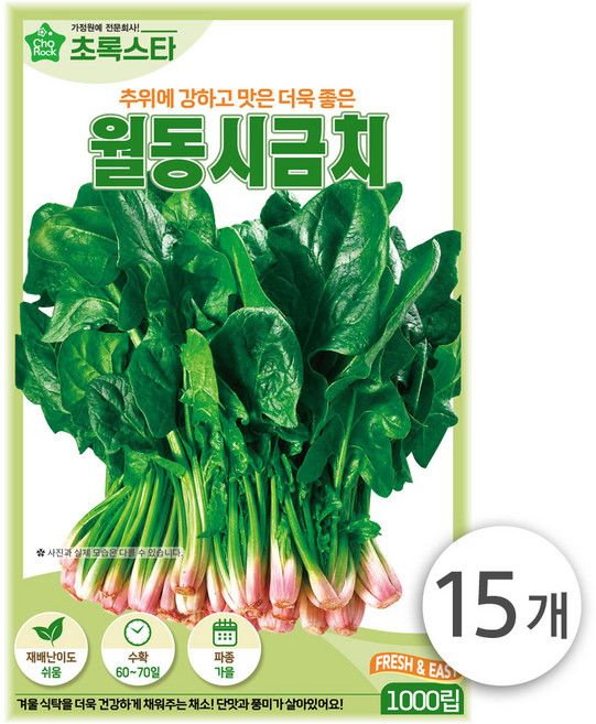 초록스타 월동시금치 1000립 섬초 월동 종자 씨앗 채소 나물 텃밭 쉬운재배 무배, 15개
