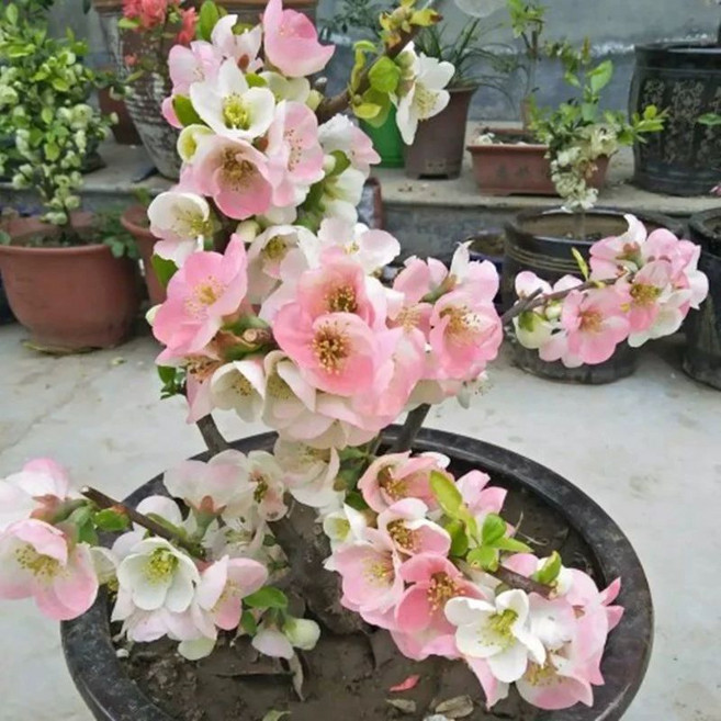 크랩애플 화분 분재 장수관형 5년 1개 일본식, 화분 없음, 9년 해탐 복색 개화 분홍 흰 빨강