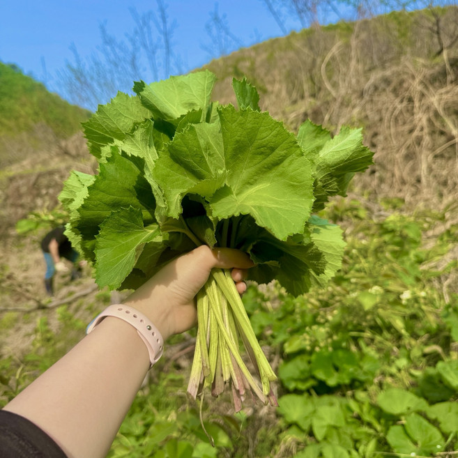 [한정수량수확] 자연에서 자란 봄나물 머구 머위 나물 머위순 머위잎, 500g, 1개