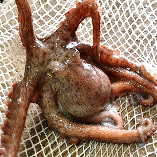 산지직송 여수 자연산 생물 돌문어, 1개, 1kg(1~3미)