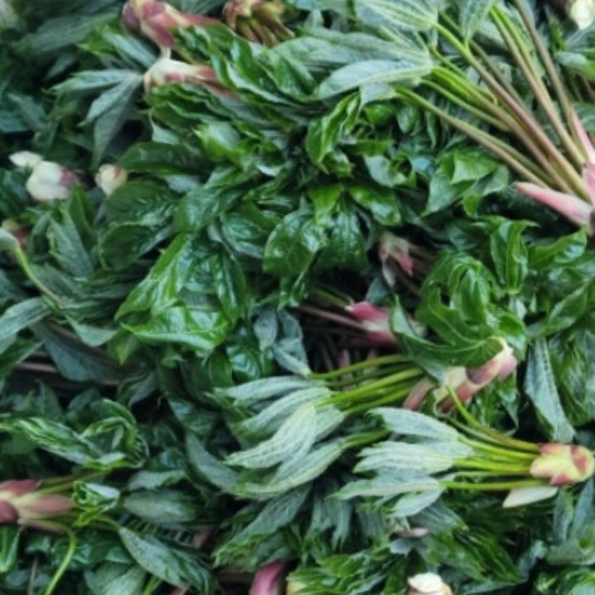 [2026첫수확] 특상품 산지직송 엄나무순 개두릅, 1박스, 500g