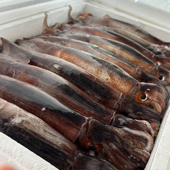 당일조업 횟감 생물 활 오징어 경매가 초대박!!, 1세트, 1kg 내외
