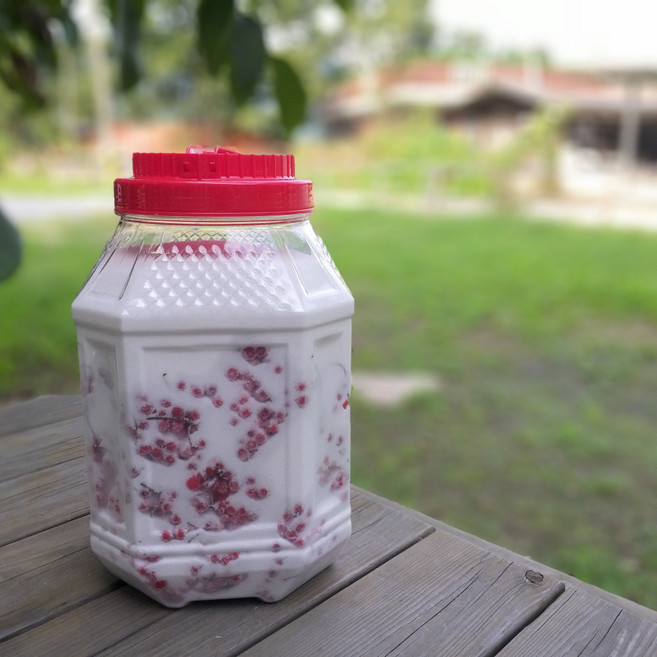 [해피메이킹] 2025년 생오미자 당절임 10kg (흰설탕), 1개