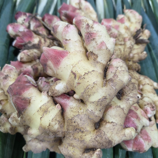 25년 국내산 햇 생강 생강 (특품), 5kg, 1개