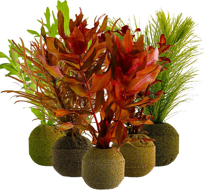 [착한수초] 달팽이 없는 랜덤 포트수초 달팽이 없는 수중엽 수초 초보 수초 레이아웃 구피 은신처, 4개