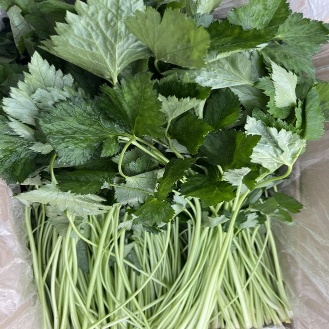 신선계절가 산지직송 참나물, 1개, 2kg