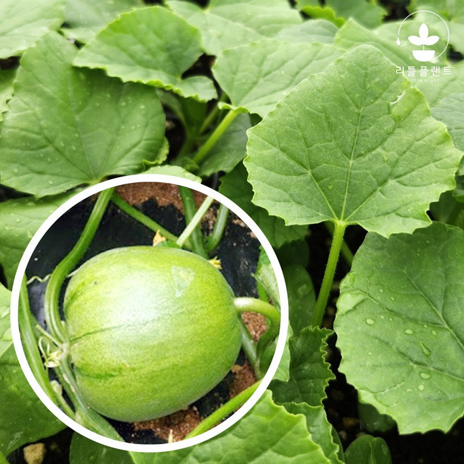 리틀플랜트 사과참외모종, 2개