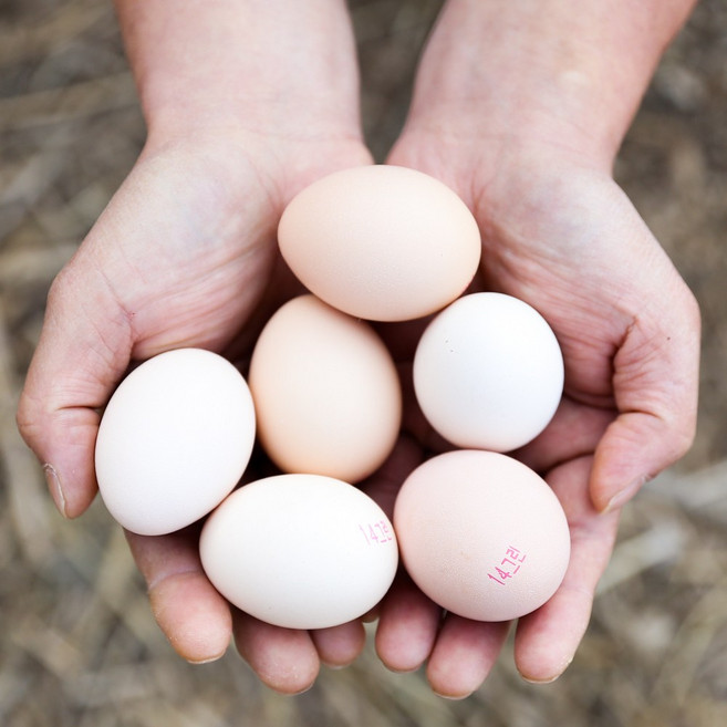 무항생제 자연방사 백봉 오골계 계란 유정란 초란 정란 부화용 산란용, 초란 10알, 1개