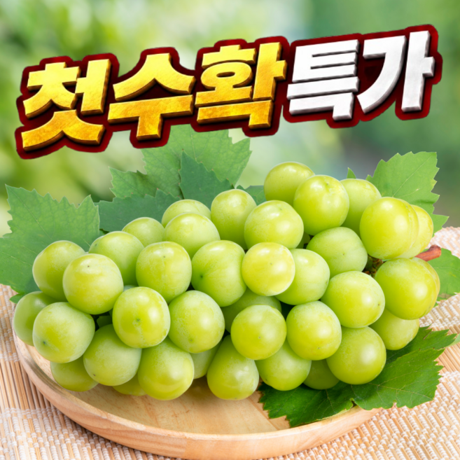 [2주제철특가] 고당도 샤인머스캣 샤인머스켓 포도, 1박스, 500g