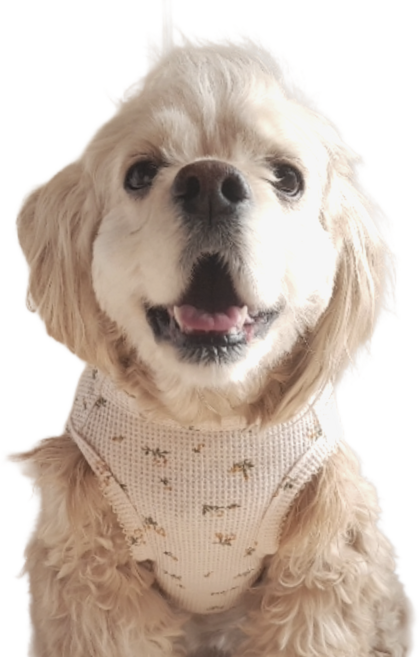 강아지 러블리 봄꽃 면 원피스, 1개, 베이지