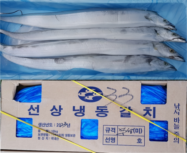 [갈치왕] 제주 선동갈치 1상자 (10Kg) 45마리(45미) 산지직송 제주갈치, 1박스, 선동갈치 33마리