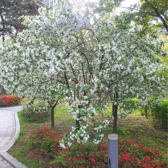 목하원예조경 꽃사과나무 접목1년생 묘목 노지월동 사과나무 수분수 봄꽃 정원조경나무 유실수, 1개, 단일