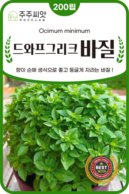 주주씨앗 공모양바질 씨앗 200립 드와프그리크 바질 생식용 바실 허브 종자 허브씨 씨앗몰, 1개