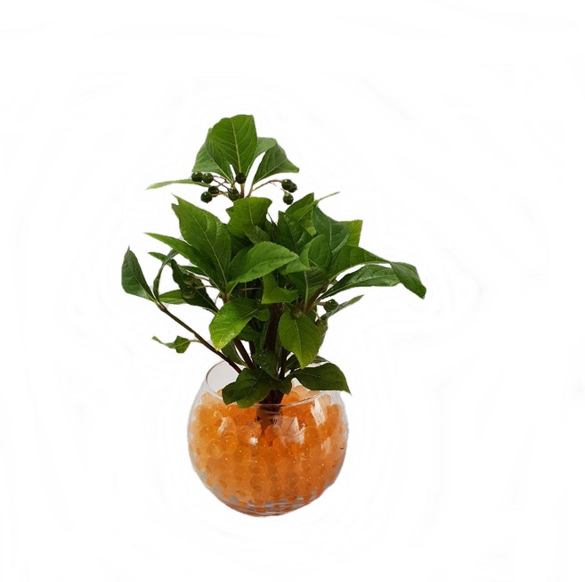 트리앤 젤리소일 1+1 푸딩병 개운죽 / 테이블야자 스킨답서스 아이비식물 워터비즈 답례품 공기정화식물 실내습도조절 유리병 칼라소일 칼라스톤 칼라자갈 색돌 수경식물, 06-4. 단지병 젤리 천냥금(오렌지) 1개