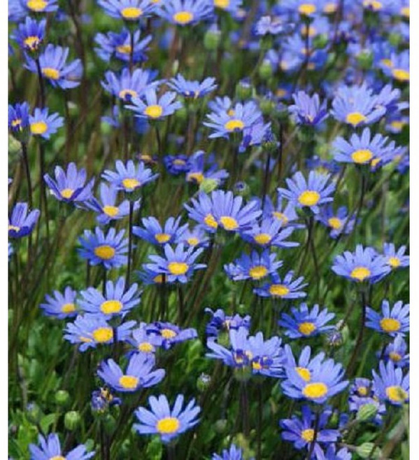 페르시아블루데이지 내한성다년초 (묘종3개묶음) 사철연속개화 규격10cm화분묘 [꽃심야생화], 3개