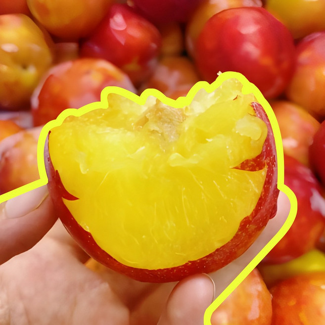 [26년첫수확] 제철1등 하우스자두 햇자두 초고당도, 1박스, 300g (중과) 1팩