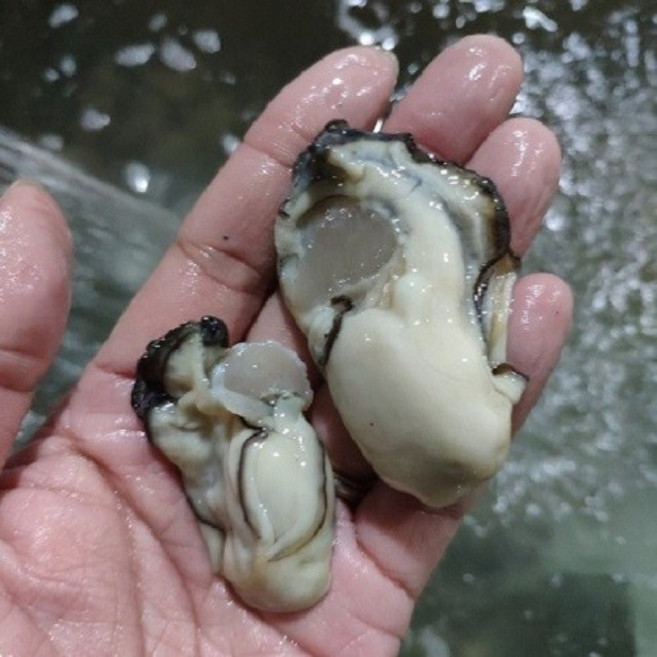 통영 겨울맛 자연채모종 생굴3kg 중대굴 김장굴 4인횟감