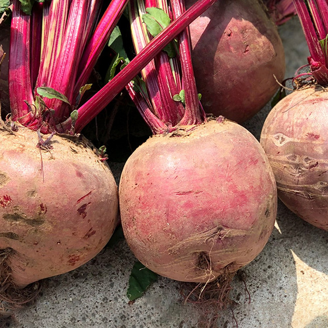 제주 레드 비트 정품 3대째재배, 1박스, 3kg(로얄과)