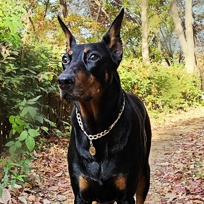 강아지목걸이 대형견목걸이 강아지금목걸이 고양이목걸이 도베르만 프렌치불독 보더콜리 목걸이 인식표 이름표, 1개, 골드체인 목걸이