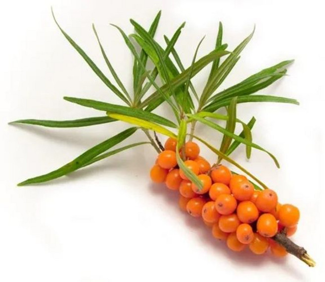 청년나무꾼 비타민나무(산자나무)