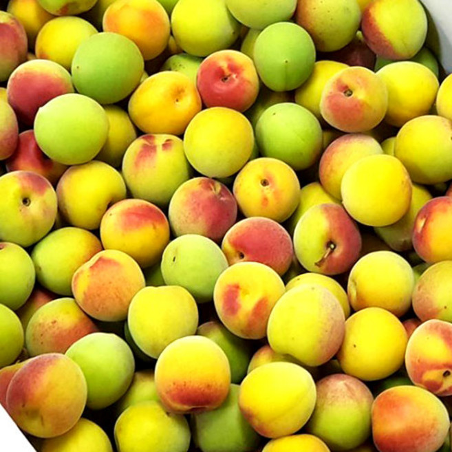 당도선별 고당도 햇 매실, 1개, 5kg (소과) 홍매실