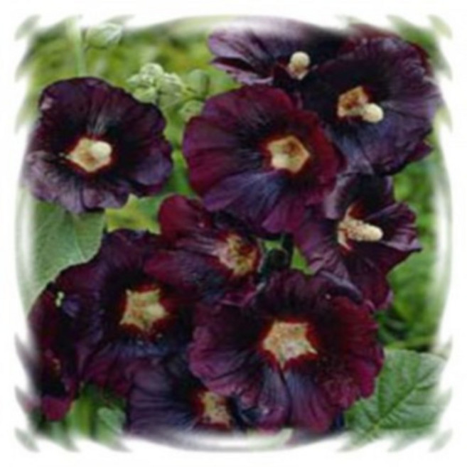 어린모종 접시꽃 8cm분, 아라비안나이트, 1개