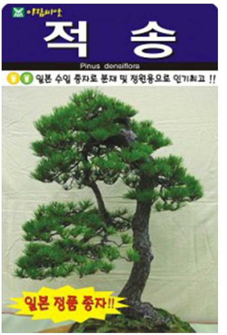 아람 적송 소나무 씨앗 50립, 1개